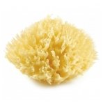 Honeycomb Mediterranean natural sponge